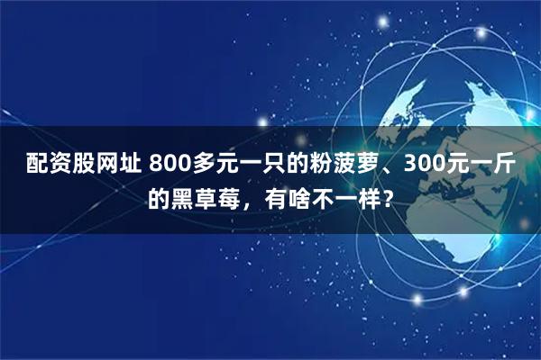 配资股网址 800多元一只的粉菠萝、300元一斤的黑草莓，有啥不一样？