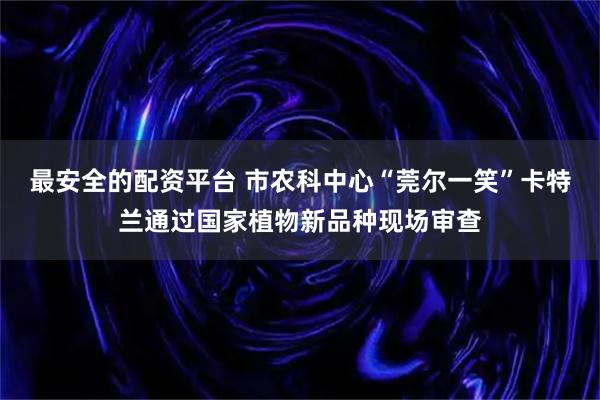 最安全的配资平台 市农科中心“莞尔一笑”卡特兰通过国家植物新品种现场审查